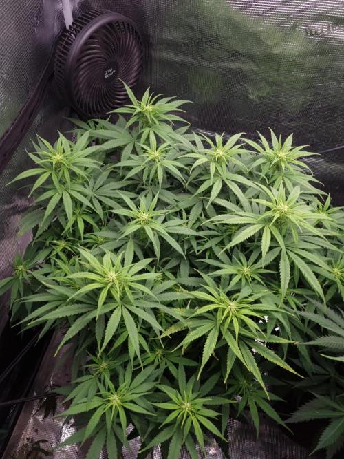 Living soil MultiGrow 3. Runde. Week 10 - Tag75