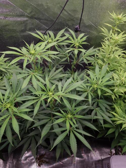 Living soil MultiGrow 3. Runde. Week 10 - Tag75