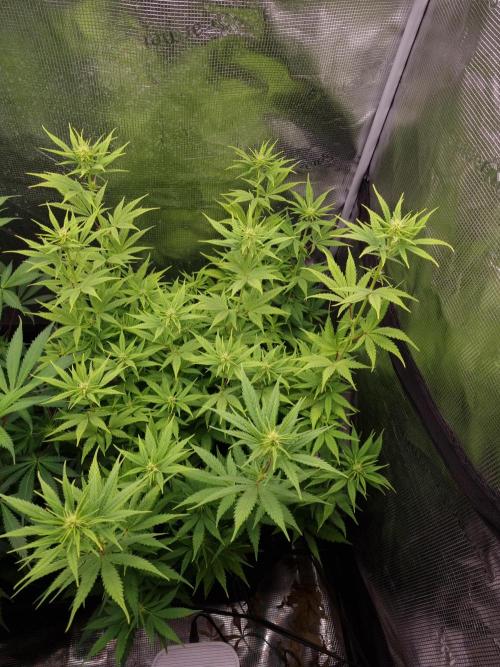 Living soil MultiGrow 3. Runde. Week 10 - Tag75