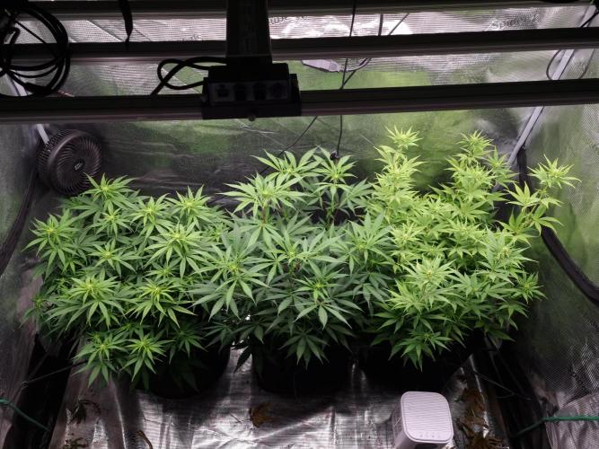 Living soil MultiGrow 3. Runde. Week 10 - Tag75