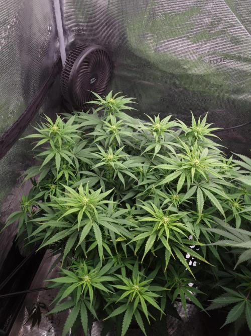 Living soil MultiGrow 3. Runde. Week 10 - Tag76