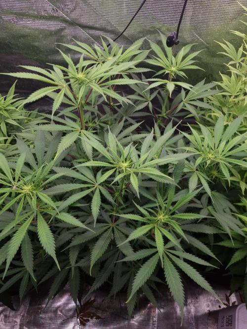 Living soil MultiGrow 3. Runde. Week 10 - Tag76