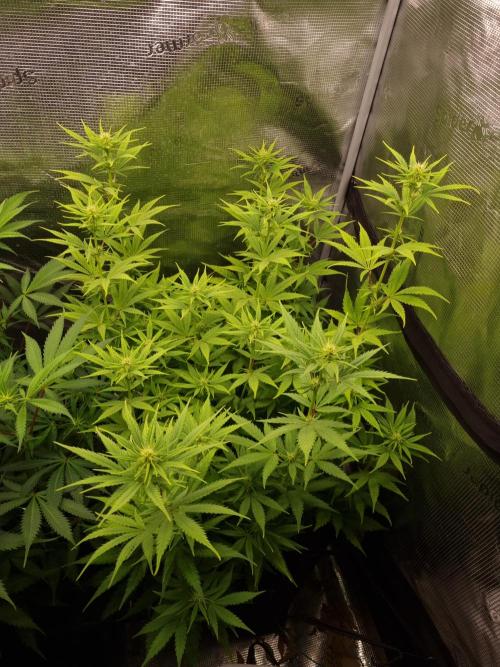 Living soil MultiGrow 3. Runde. Week 10 - Tag76