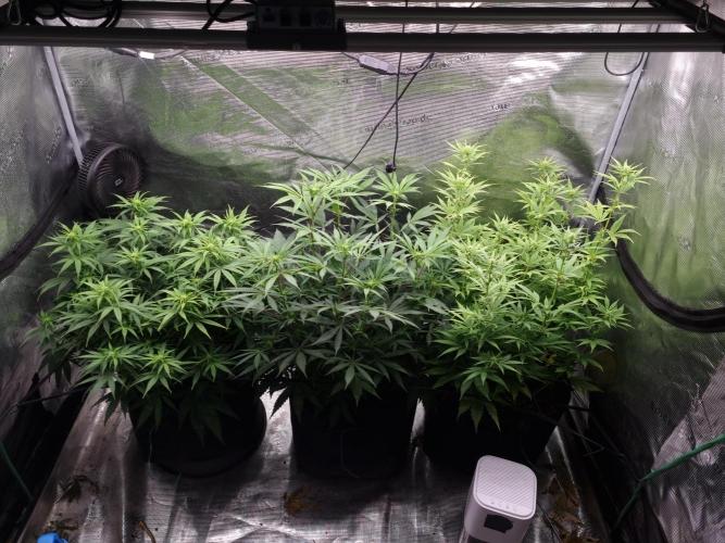 Living soil MultiGrow 3. Runde. Week 10 - Tag76