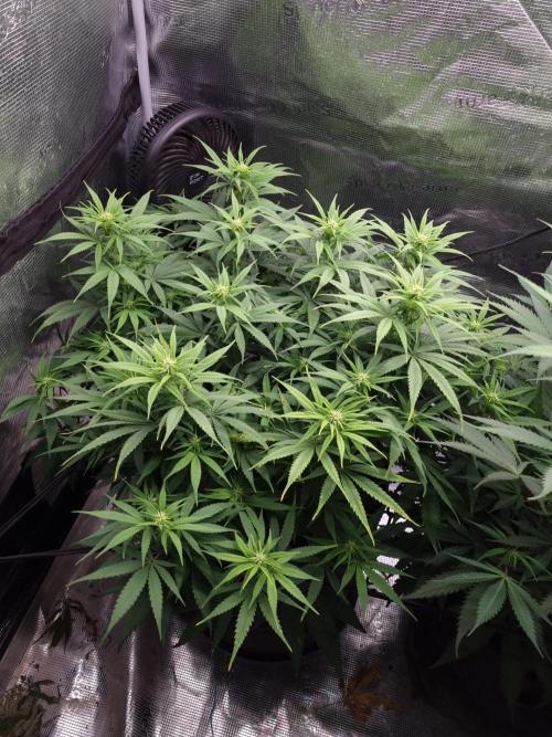 Living soil MultiGrow 3. Runde. Week 10 - Tag77