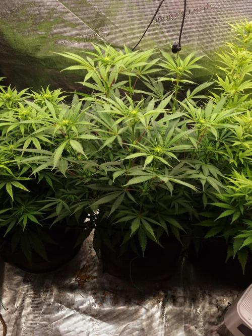 Living soil MultiGrow 3. Runde. Week 10 - Tag77