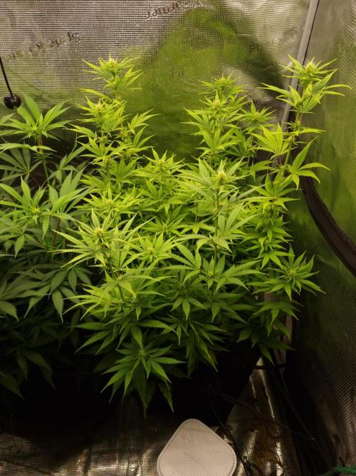 Living soil MultiGrow 3. Runde. Week 10 - Tag77