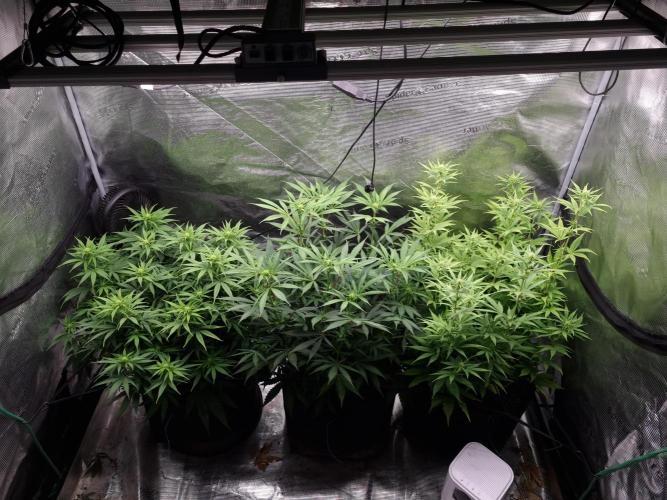 Living soil MultiGrow 3. Runde. Week 10 - Tag77