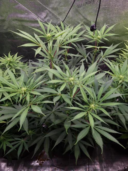 Living soil MultiGrow 3. Runde. Week 10