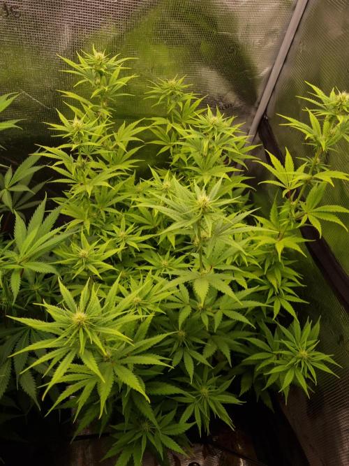 Living soil MultiGrow 3. Runde. Week 10