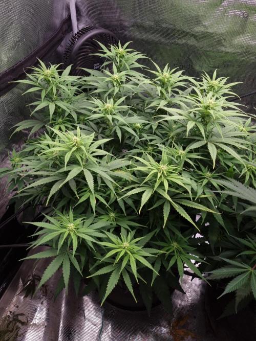 Living soil MultiGrow 3. Runde. Week 11 - Tag78 GM