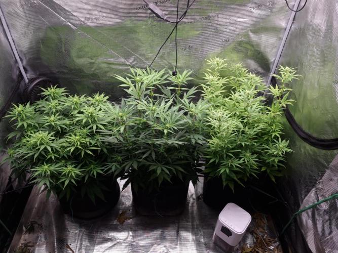 Living soil MultiGrow 3. Runde. Week 11 - Tag78 Grp.