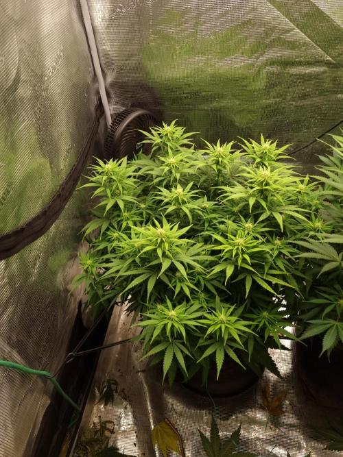 Living soil MultiGrow 3. Runde. Week 11 - Tag81 GM