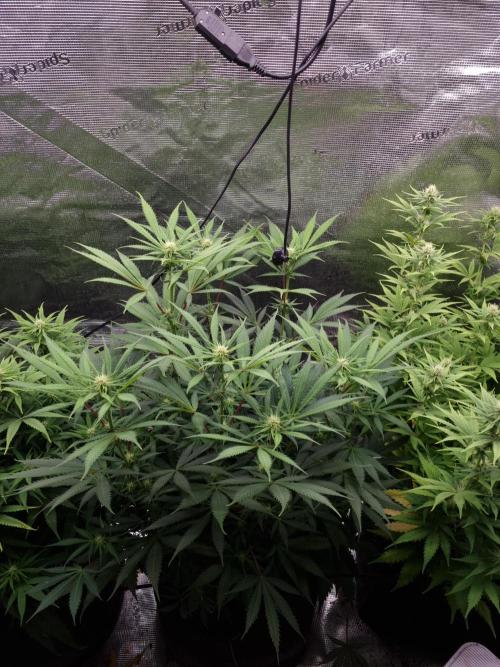 Living soil MultiGrow 3. Runde. Week 11 - Tag81 AMG