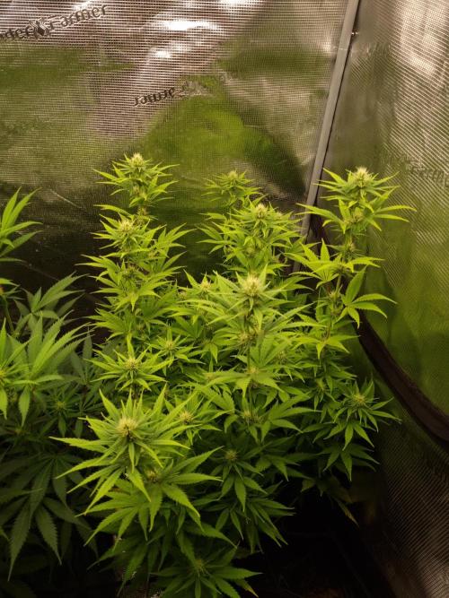 Living soil MultiGrow 3. Runde. Week 11 - Tag81 SS