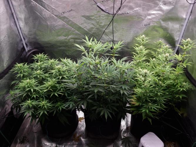 Living soil MultiGrow 3. Runde. Week 11 - Tag81 Grp.