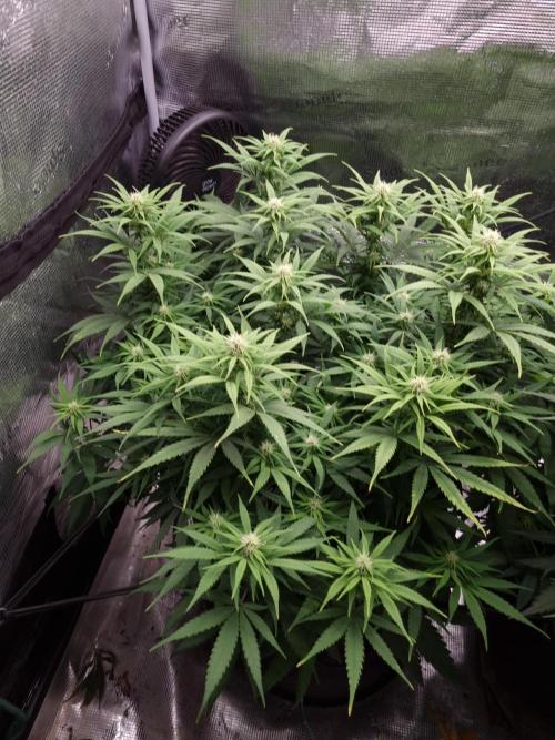 Living soil MultiGrow 3. Runde. Week 11 - Tag82 GM