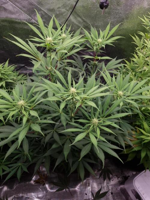 Living soil MultiGrow 3. Runde. Week 11 - Tag82 AMG