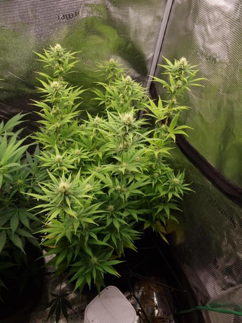 Living soil MultiGrow 3. Runde. Week 11 - Tag82 SS