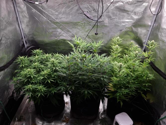 Living soil MultiGrow 3. Runde. Week 11 - Tag82 Grp.