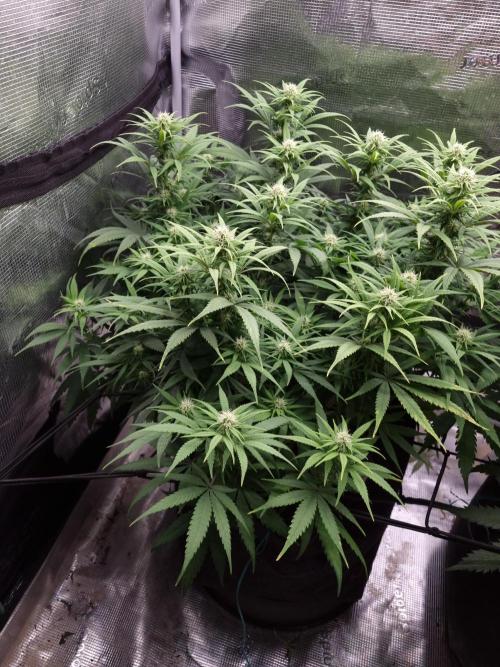 Living soil MultiGrow 3. Runde. Week 11 - Tag83 GM