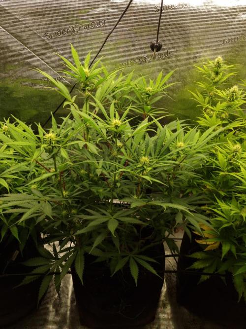 Living soil MultiGrow 3. Runde. Week 11 - Tag83 AMG