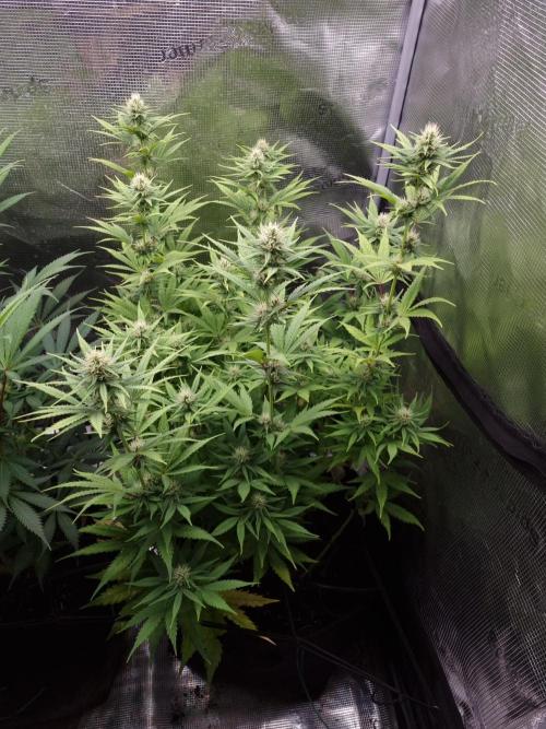 Living soil MultiGrow 3. Runde. Week 11 - Tag83 SS