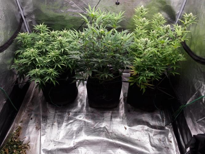 Living soil MultiGrow 3. Runde. Week 11 - Tag83 Grp.