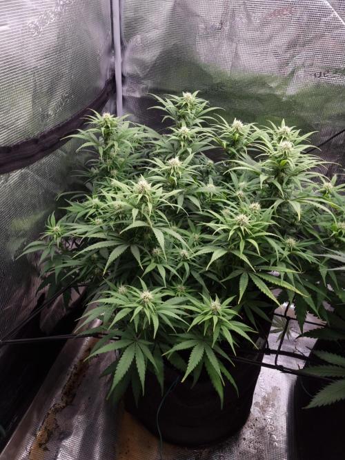 Living soil MultiGrow 3. Runde. Week 11 - Tag84 GM