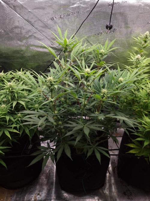 Living soil MultiGrow 3. Runde. Week 11 - Tag84 AMG