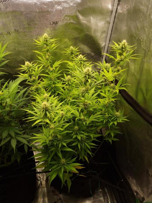 Living soil MultiGrow 3. Runde. Week 11 - Tag84 SS