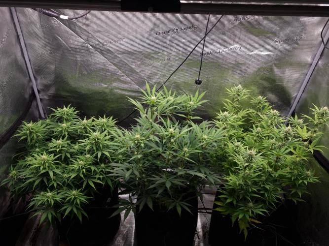 Living soil MultiGrow 3. Runde. Week 11 - Tag84 Grp.