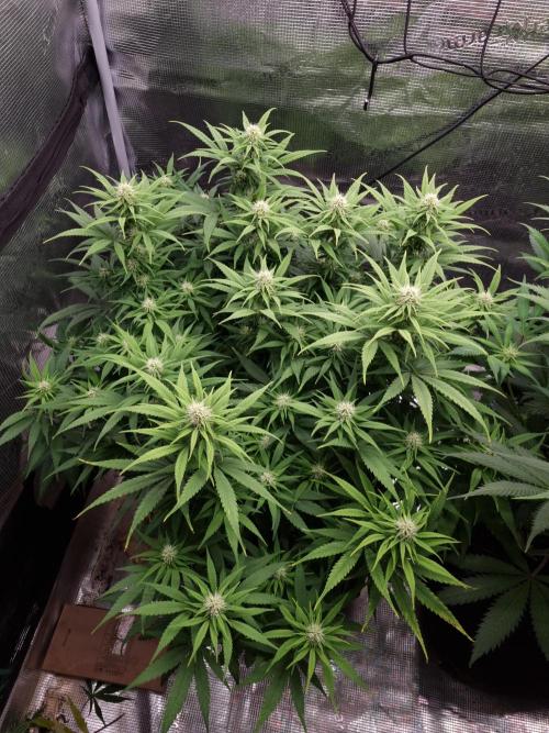 Living soil MultiGrow 3. Runde. Week 12 - Tag85 GM