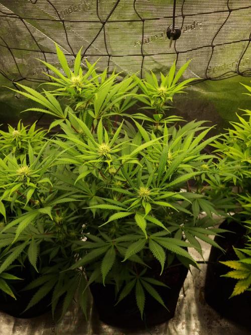 Living soil MultiGrow 3. Runde. Week 12 - Tag85 AMG