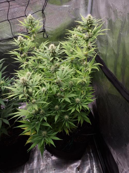 Living soil MultiGrow 3. Runde. Week 12 - Tag85 SS