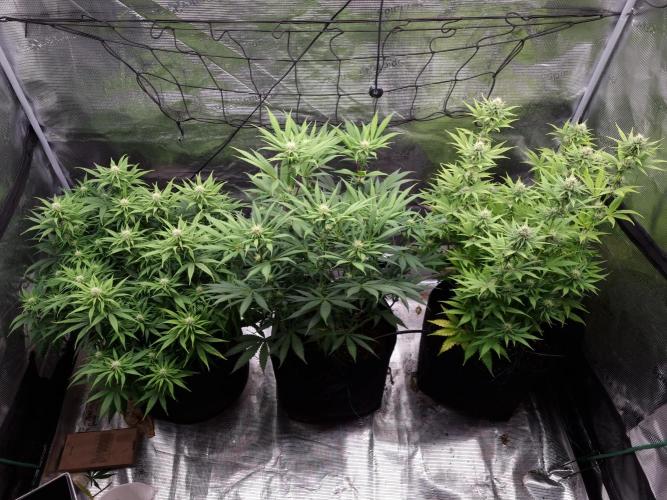 Living soil MultiGrow 3. Runde. Week 12 - Tag85 Grp.