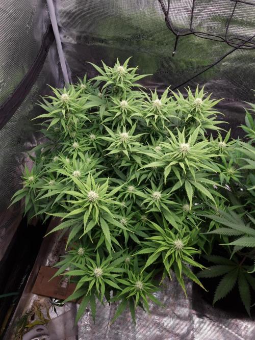 Living soil MultiGrow 3. Runde. Week 12 - Tag86 GM