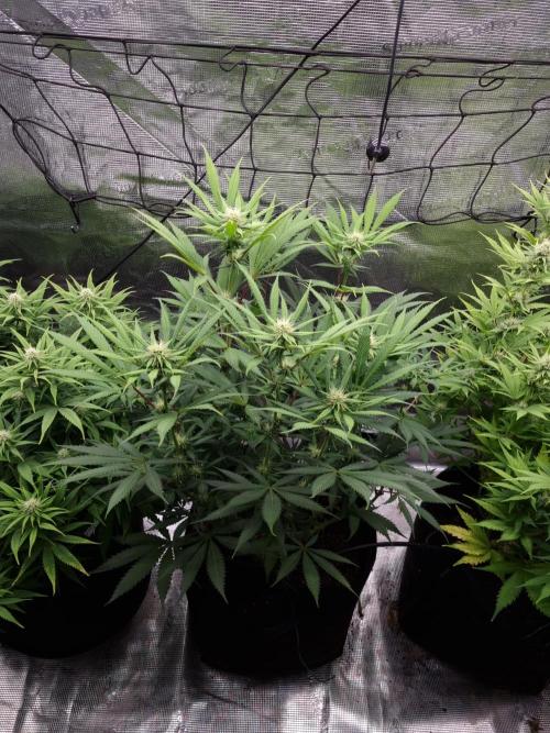 Living soil MultiGrow 3. Runde. Week 12 - Tag86 AMG