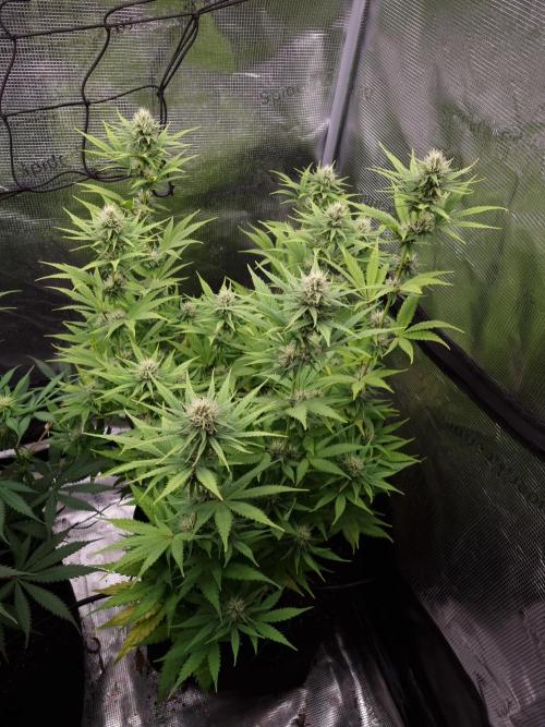 Living soil MultiGrow 3. Runde. Week 12 - Tag86 SS