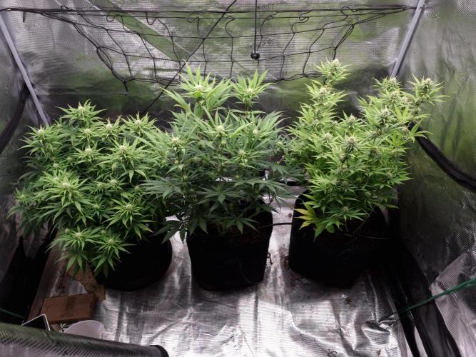 Living soil MultiGrow 3. Runde. Week 12 - Tag86 Grp.