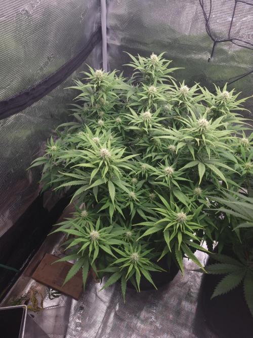 Living soil MultiGrow 3. Runde. Week 12 - Tag87 GM