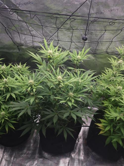 Living soil MultiGrow 3. Runde. Week 12 - Tag87 AMG