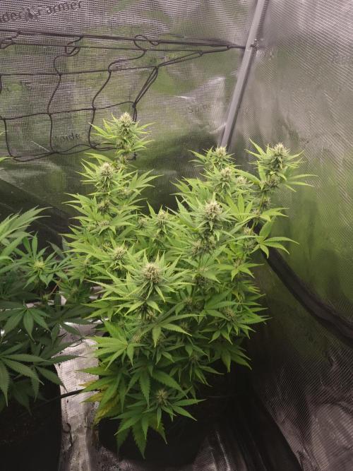 Living soil MultiGrow 3. Runde. Week 12 - Tag87 SS