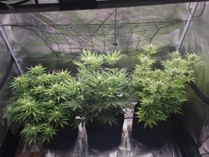 Living soil MultiGrow 3. Runde. Week 12 - Tag87 Grp.