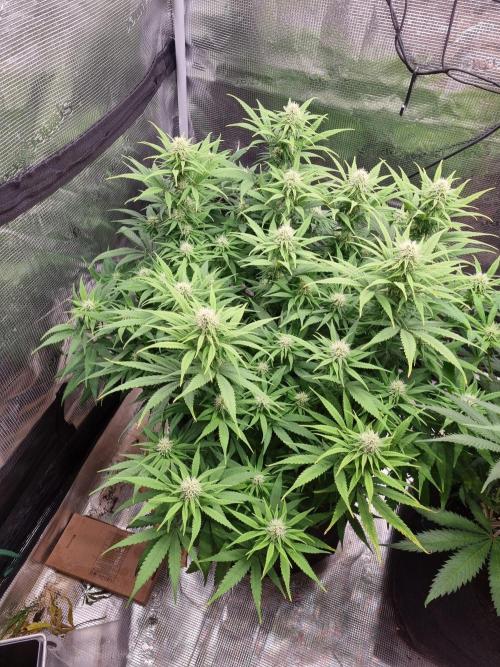 Living soil MultiGrow 3. Runde. Week 12 - Tag88 GM