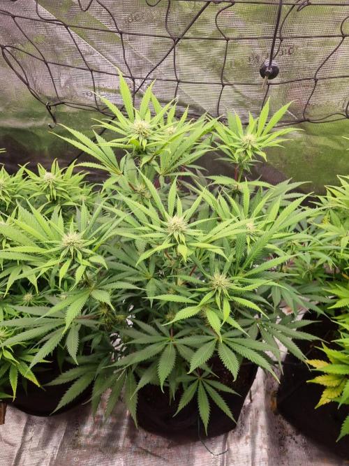 Living soil MultiGrow 3. Runde. Week 12 - Tag88 AMG