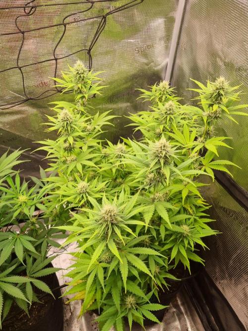 Living soil MultiGrow 3. Runde. Week 12 - Tag88 SS