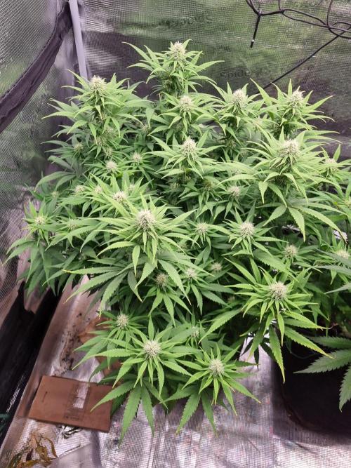 Living soil MultiGrow 3. Runde. Week 12 - Tag89 GM