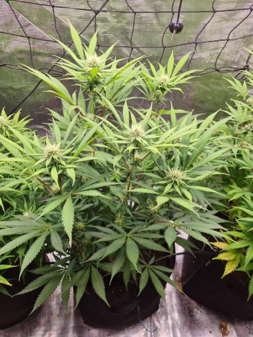 Living soil MultiGrow 3. Runde. Week 12 - Tag89 AMG