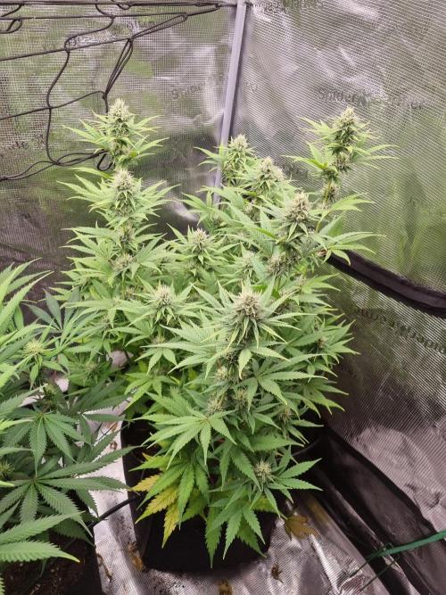 Living soil MultiGrow 3. Runde. Week 12 - Tag89 SS